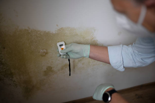 Best Professional Mold Removal  in Sells, AZ